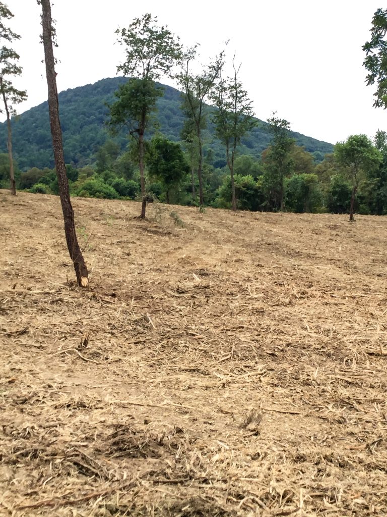 Selective land clearing in the Missouri hills.