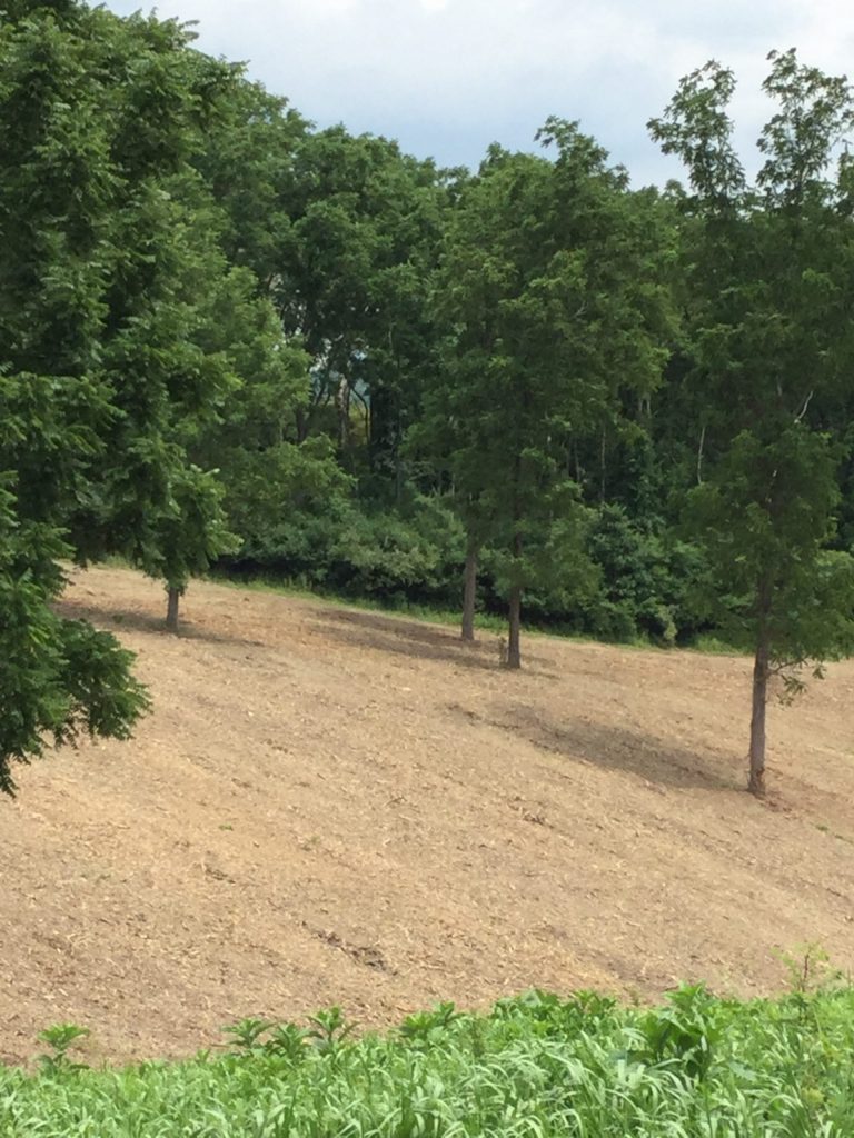 A fresh look on the hillside after all the unwanted and invasive brush has been removed