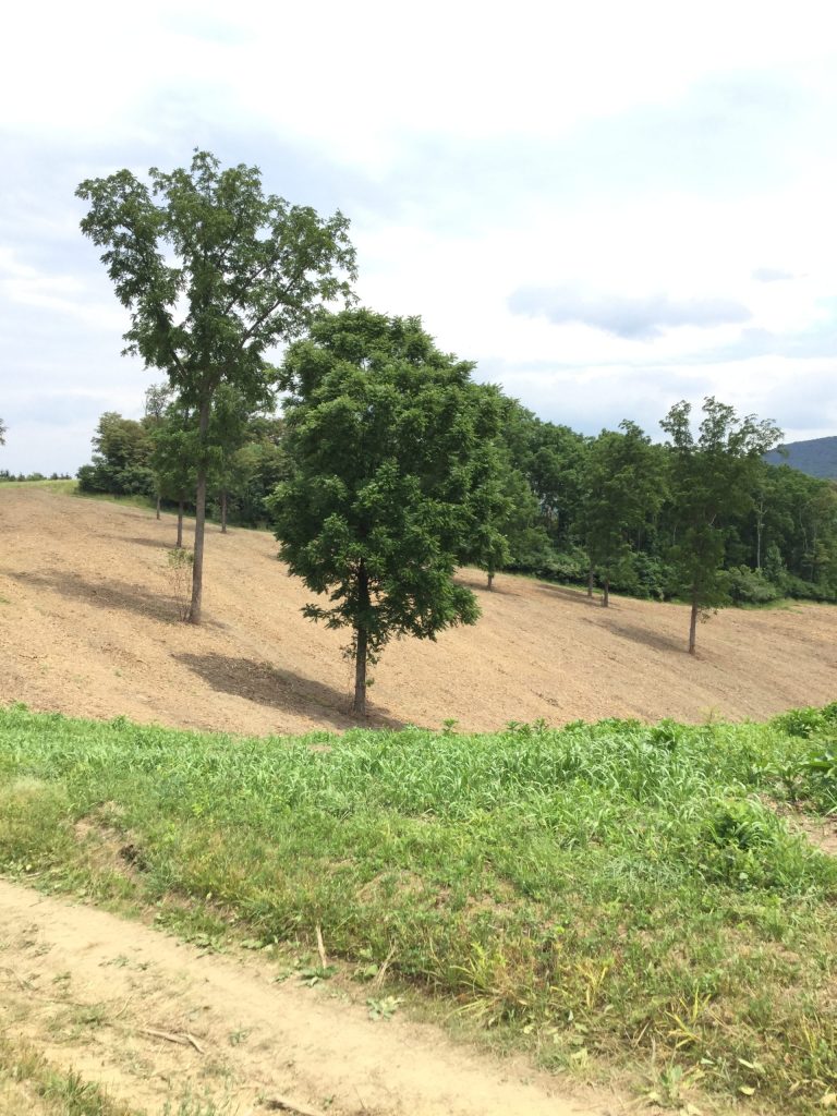 Forestry mulching makes it possible to clean up brush and unwanted saplings without disturbing the soil.