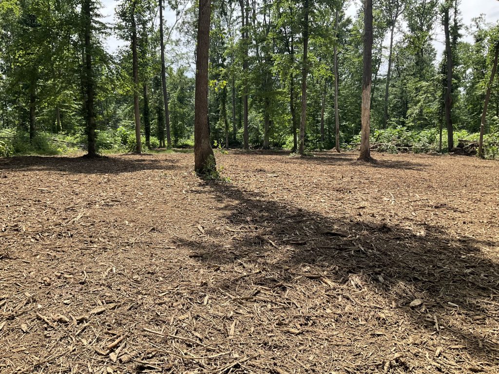 Selective clearing in woods, showing how effecting forestry mulching can be.