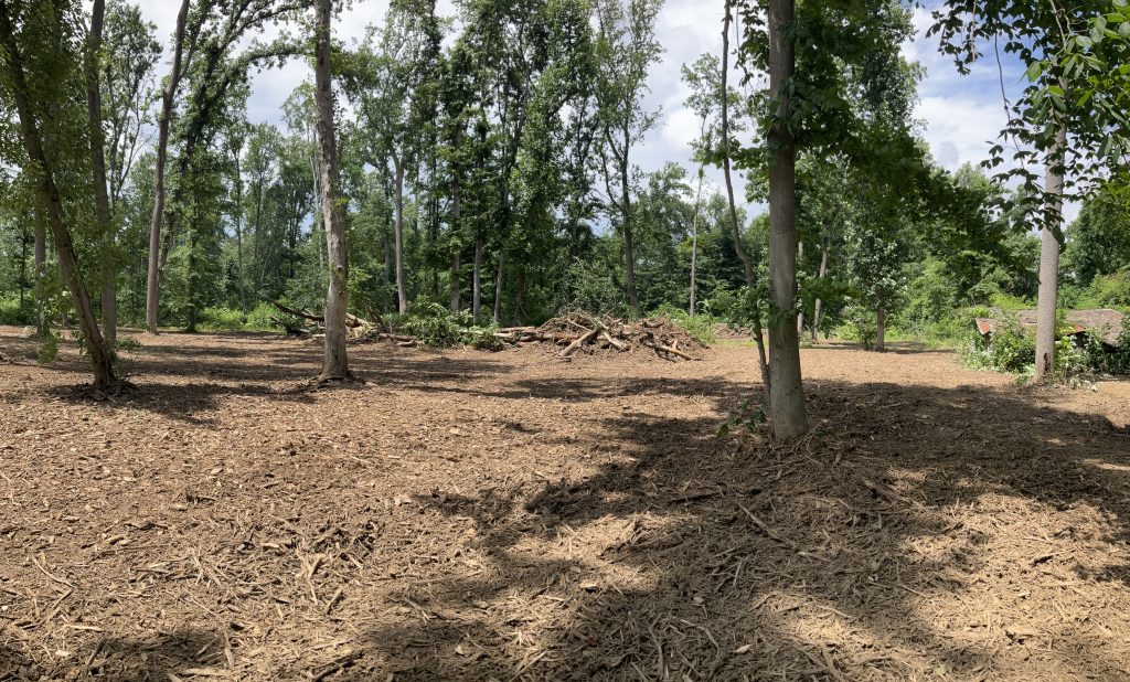 Woods after land clearing