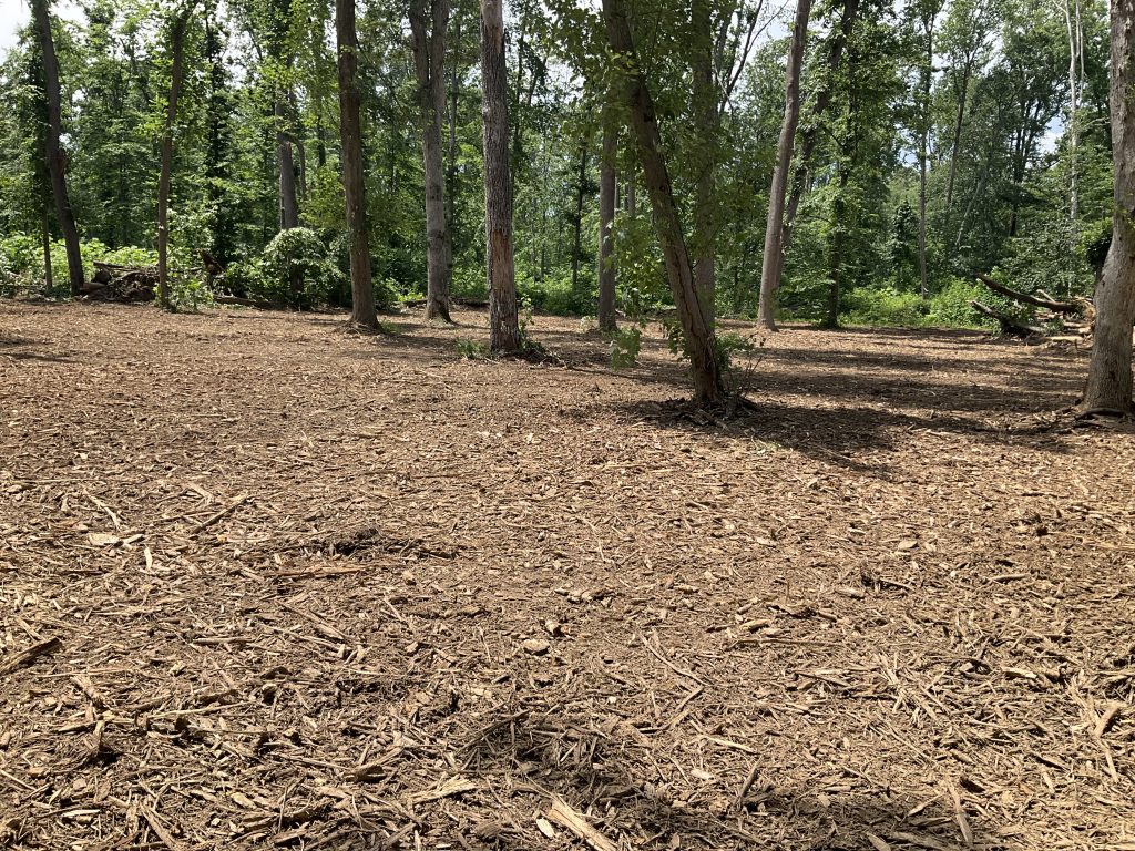Nicely cleared woods in Missouri after Clear Fork Land Clearing's hard work