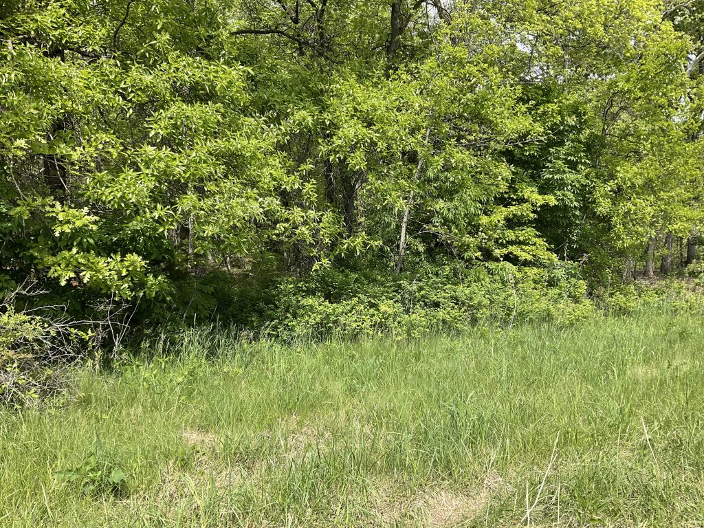 Woods before land clearing