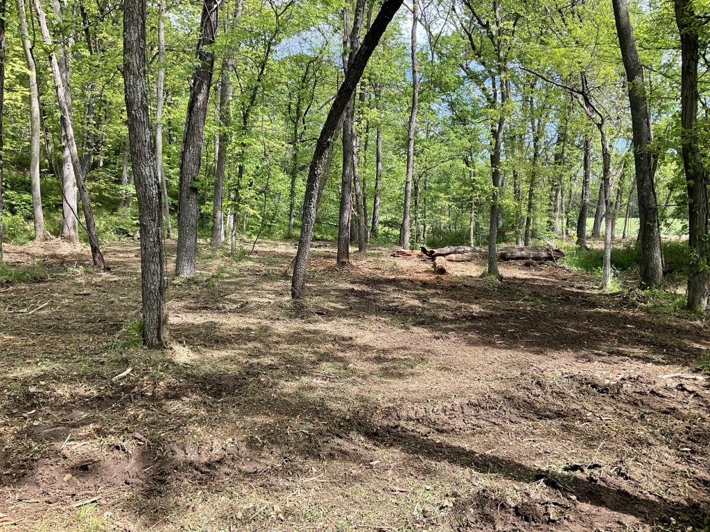Woods after land clearing