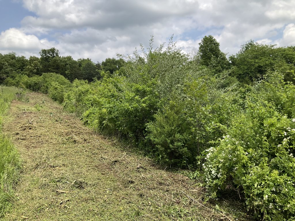 An uncleared patch of brush (before)