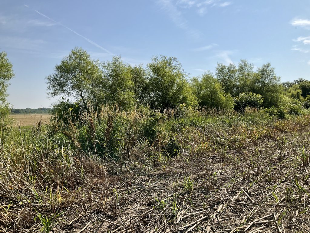 Before picture of an unkept creek bank