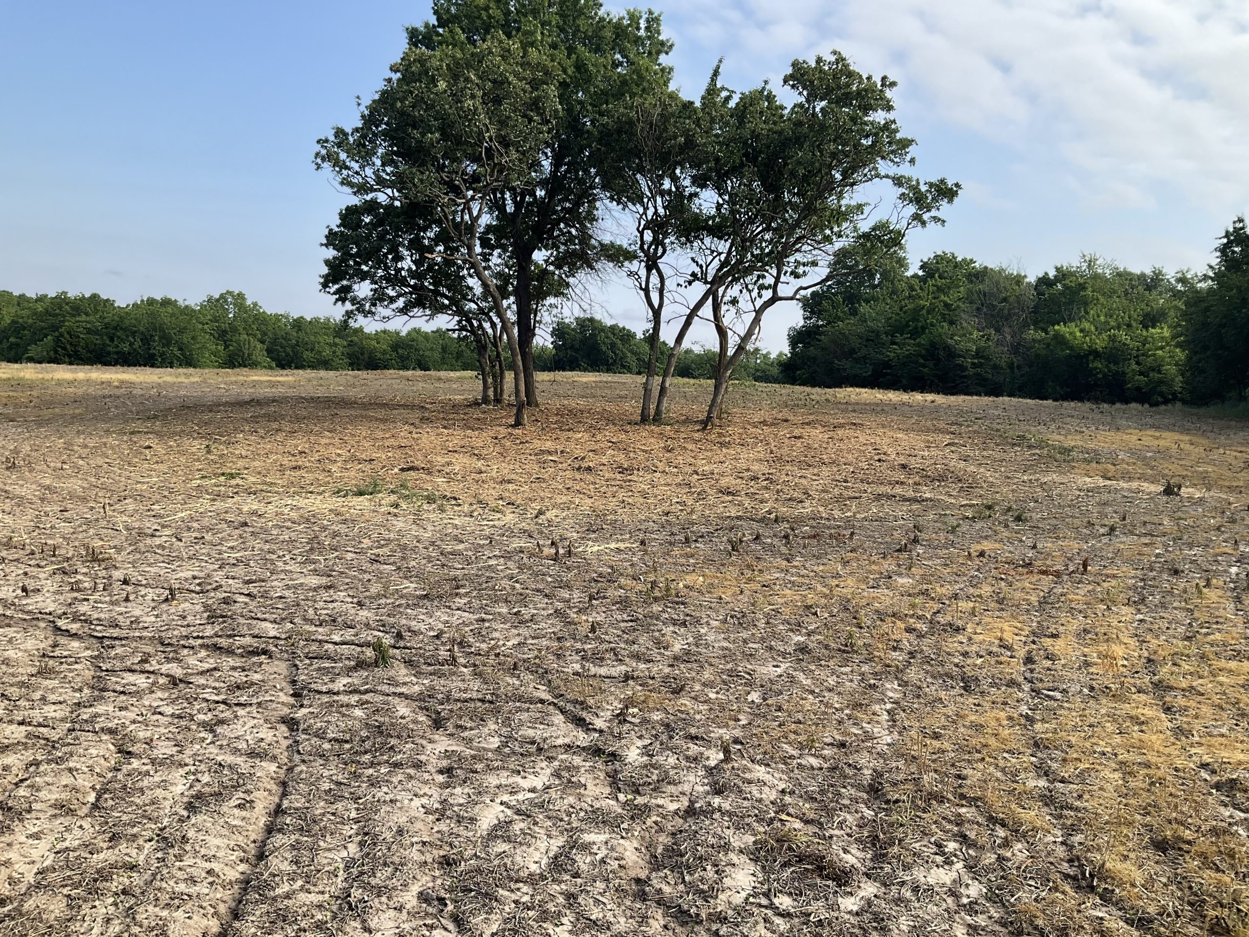 Selective land clearing allows you to save the trees you want, and clear out the underbrush.